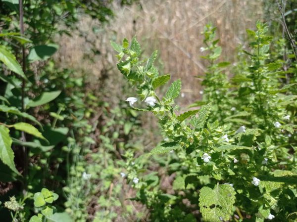 Mélisse officinale