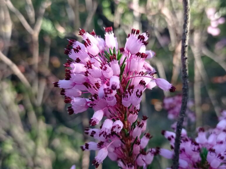 Bruyère multiflore