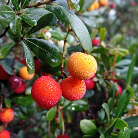 Fruit de l'arboutier