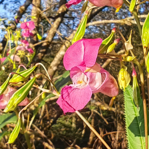 Fleur de la Balsamine de l'Himalaya