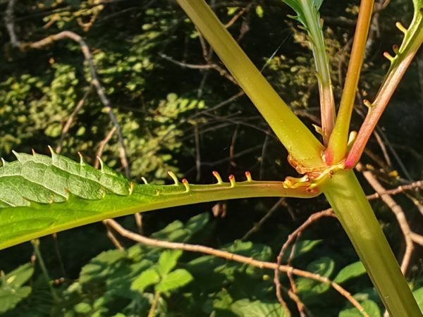 Balsamine de l&rsquo;Himalaya