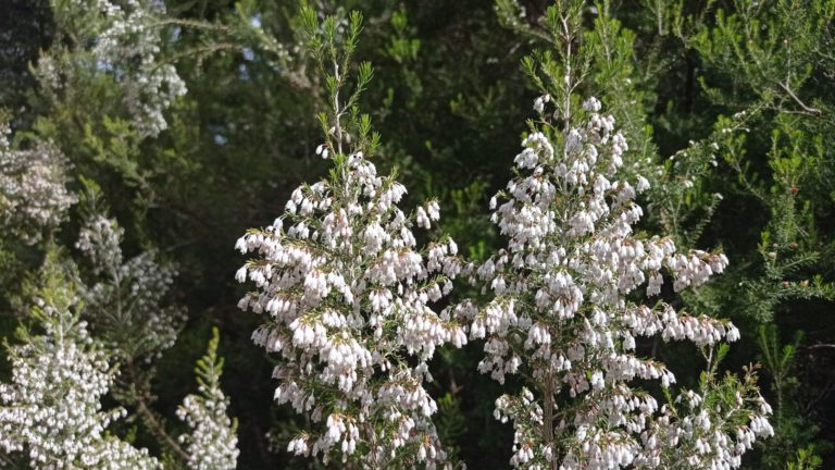 Bruyère arborescente
