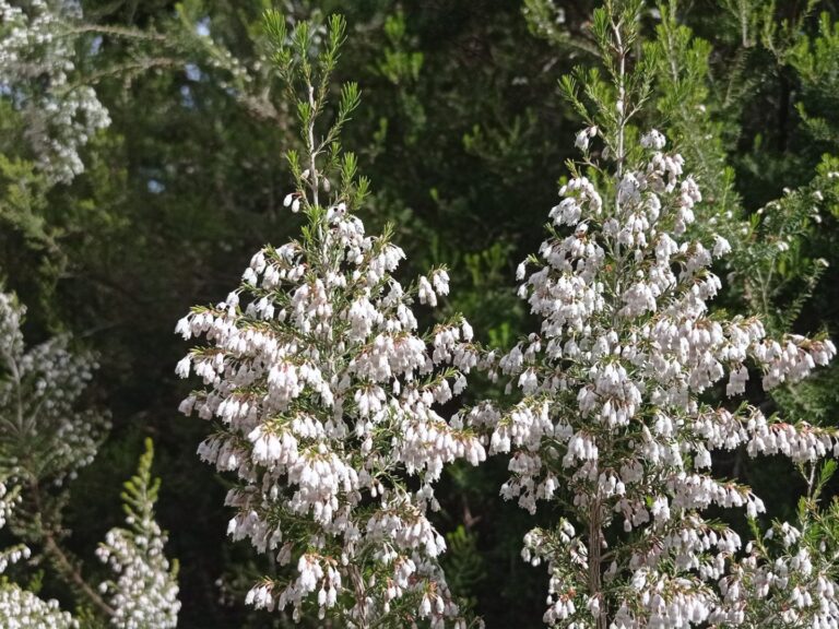 Bruyère arborescente