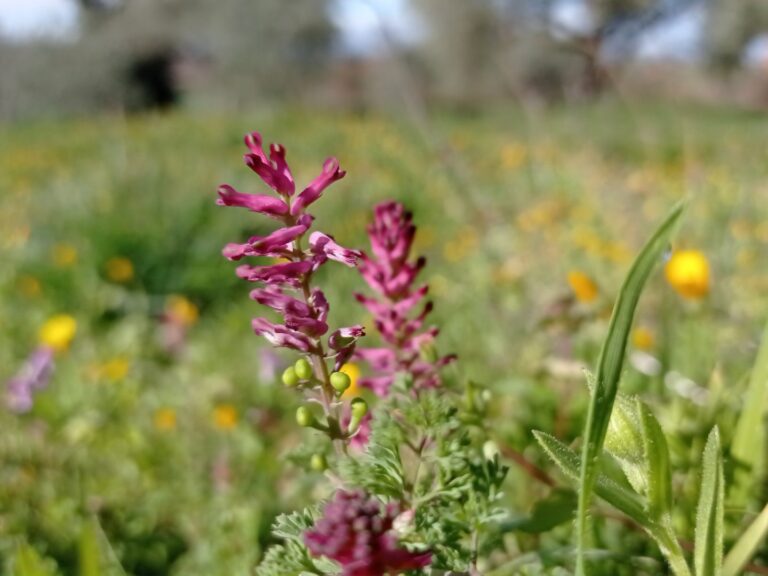 Fumeterre officinale