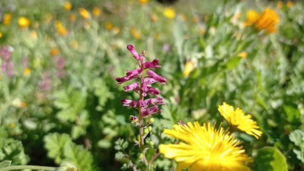 Fumeterre officinale