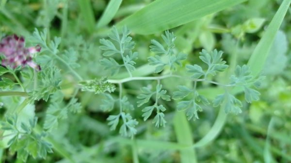 Fumeterre officinale