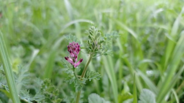 Fumeterre officinale