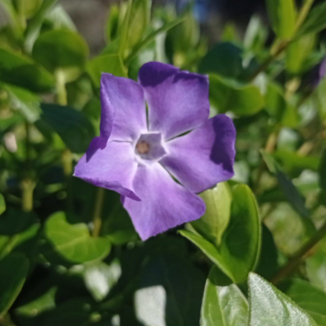 Fleur de la grande pervenche violette
