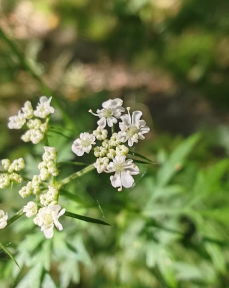 Petite ciguë