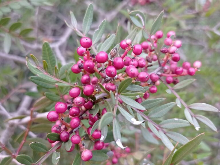 Pistachier lentisque