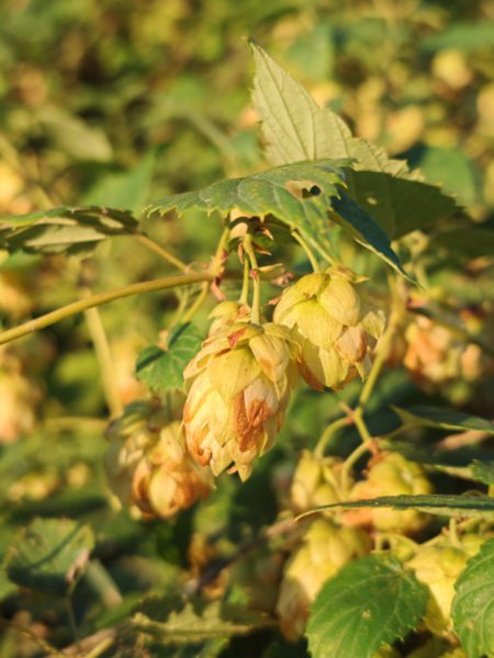 Houblon