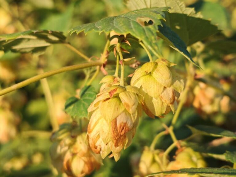 Houblon