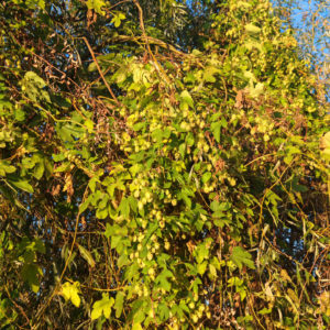 Houblon5