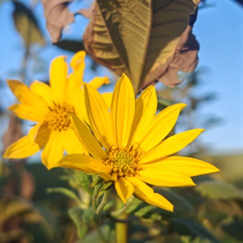 Fleur de Topinambour