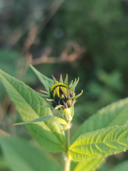 Topinambour