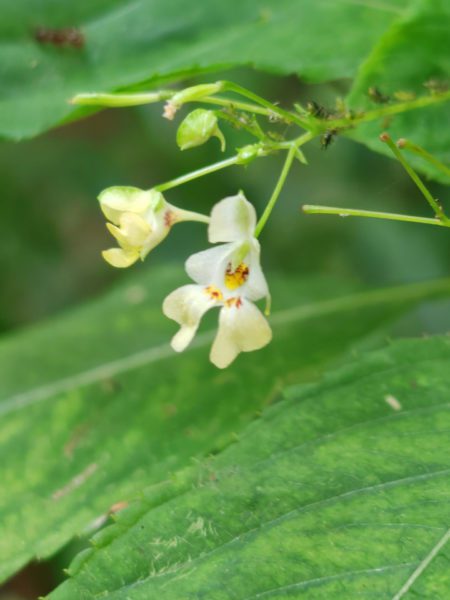Balsamine à petites fleurs