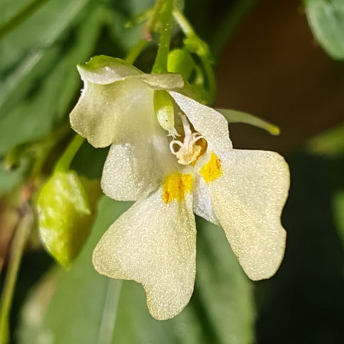 Fleurs zygomorphe de la balsamine à petite fleurs