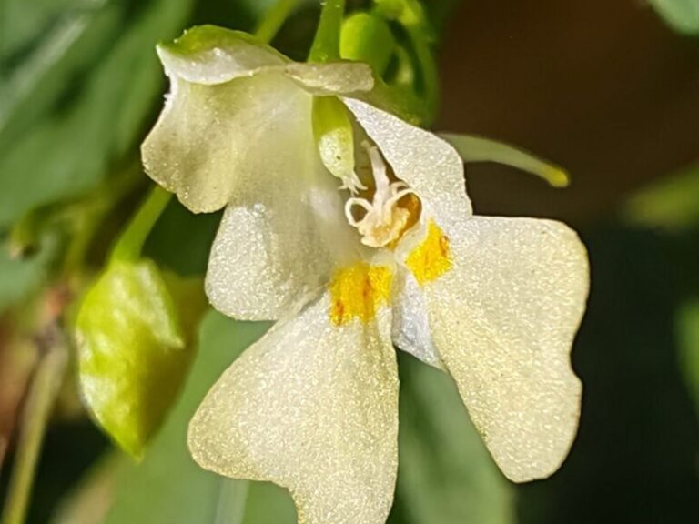 Balsamine à petites fleurs