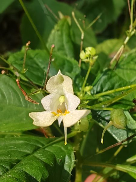 Balsamine à petites fleurs