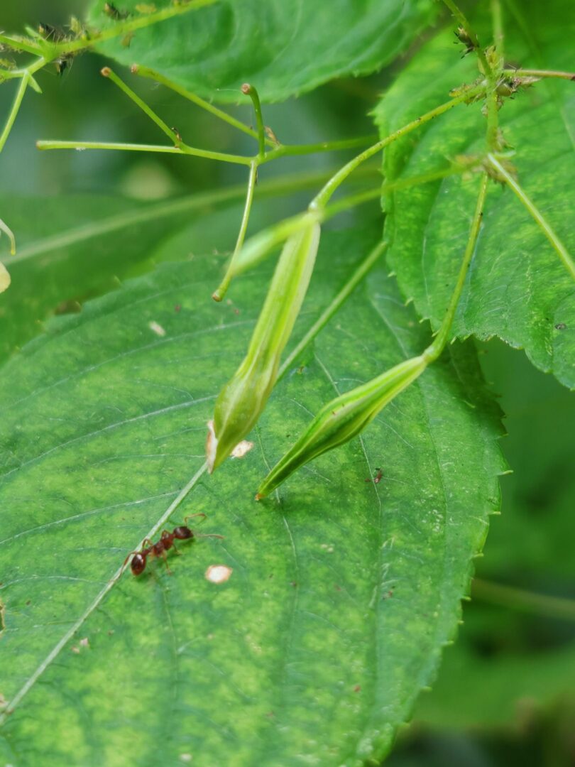 Balsamine-a-petites-fleurs