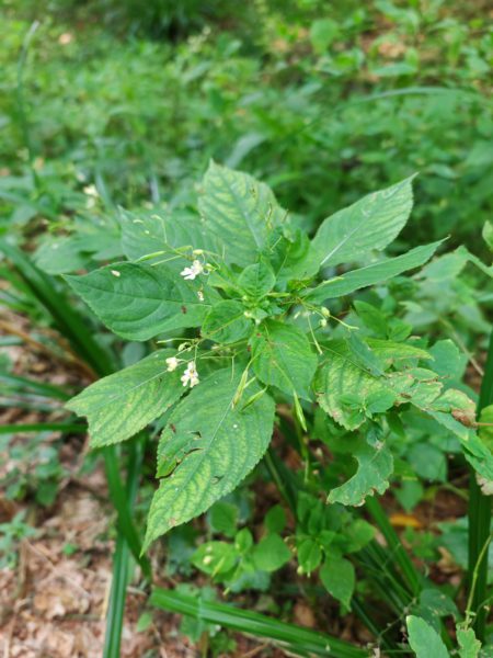 Balsamine à petites fleurs