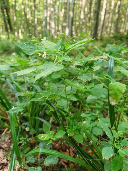 Balsamine à petites fleurs