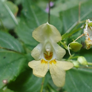 Balsamine-a-petites-fleurs