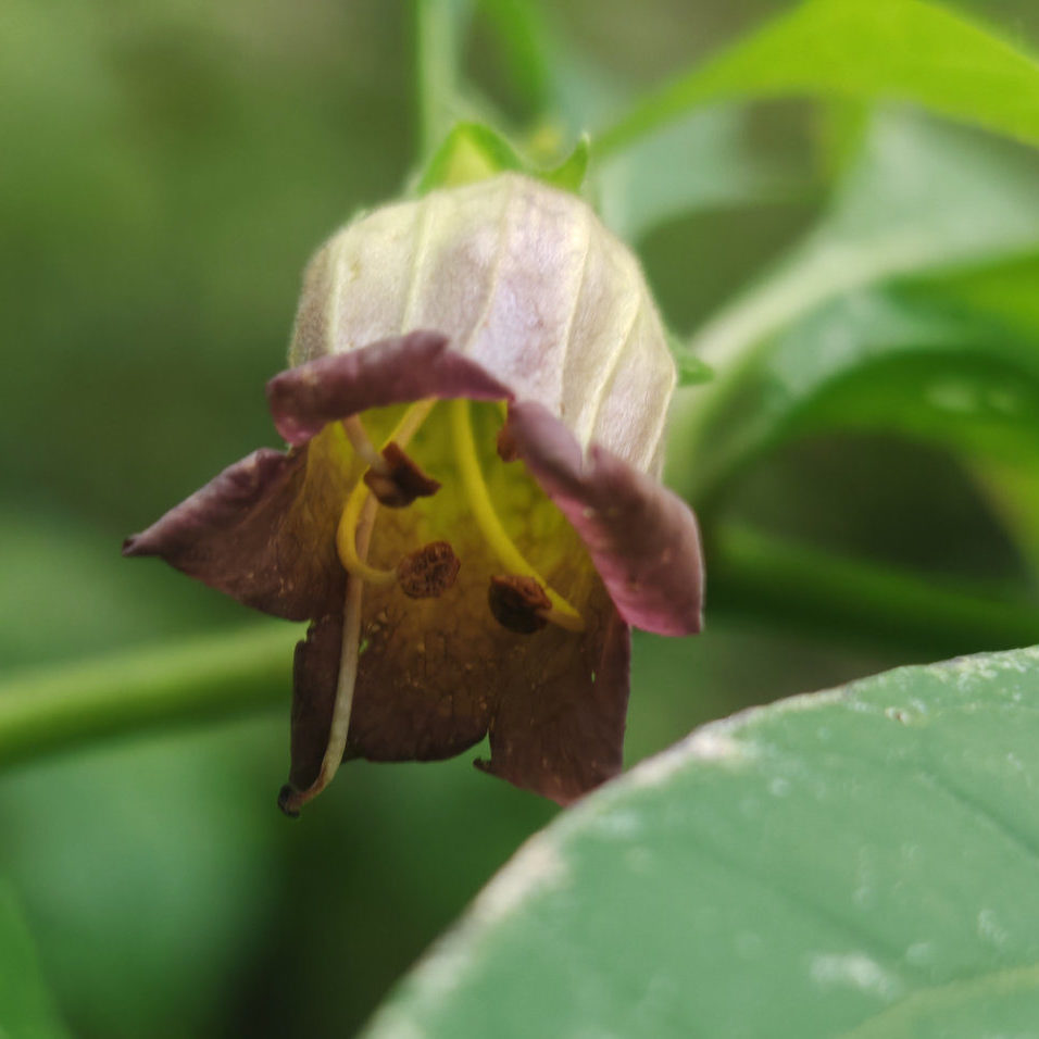 Fleur de la Belladone