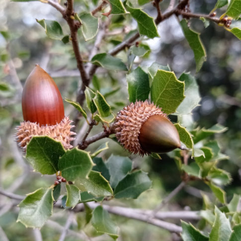 Gland du chêne kermès