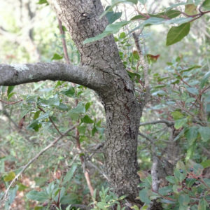 Tronc du Quercus ilex