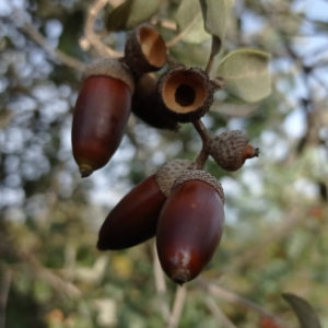 Fruit du Quercus ilex