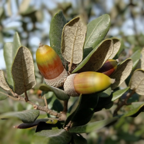 Glands du Chêne vert