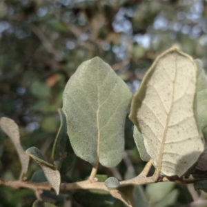 Feuilles du Quercus ilex