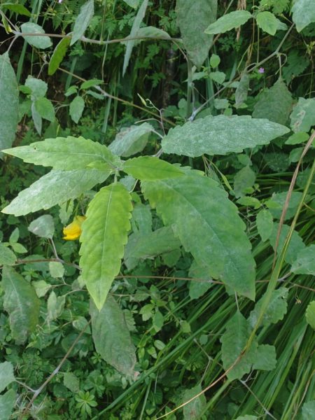 Balsamine des bois