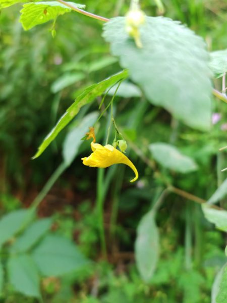 Balsamine des bois