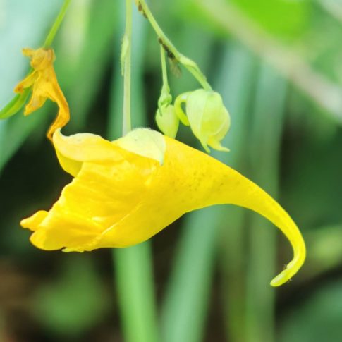 Éperon de la balsamine des bois.