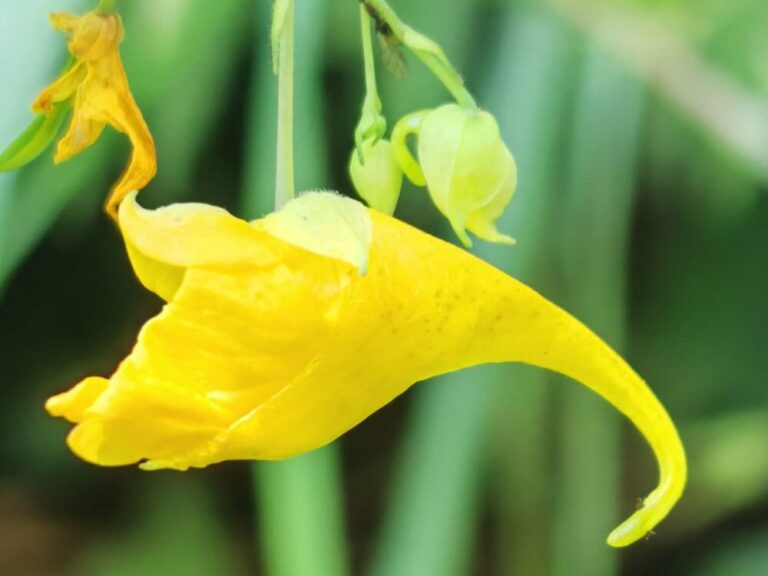 Balsamine des bois