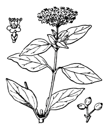 Flore de Coste - Viburnum-tinus