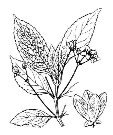 Euonymus europaeus - flore de Coste Fusain d'Europe - Euonymus europaeus L.