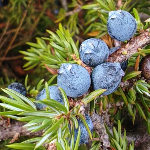 Cônes femelles du genévrier commun