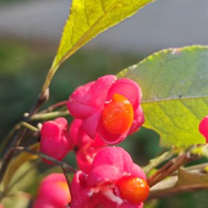 IMG_20241020_154247