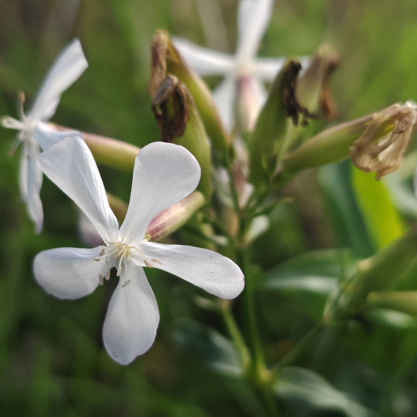 Saponaire officinale-2