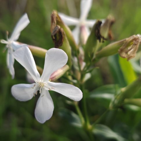 Saponaire officinale-2