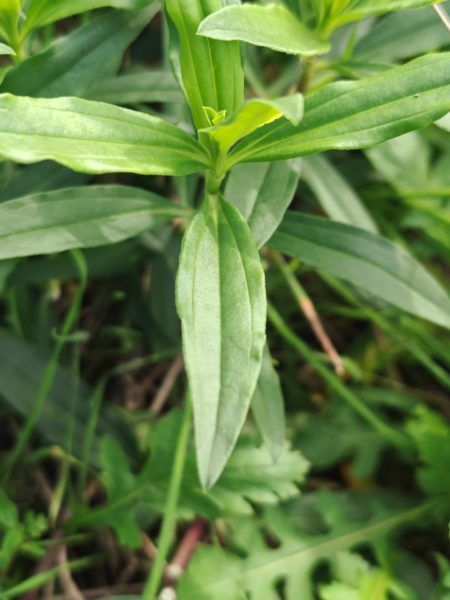 Saponaire officinale