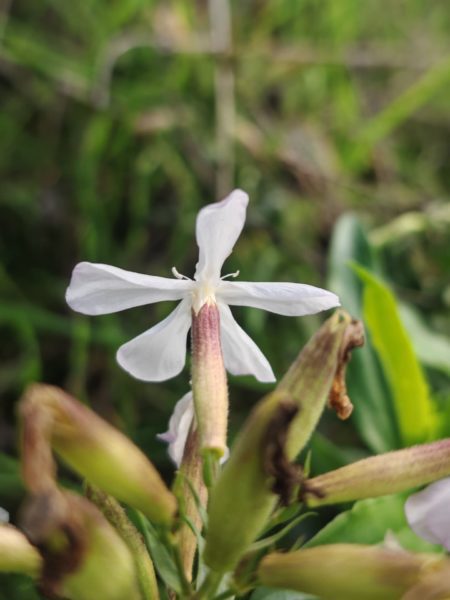 Saponaire officinale