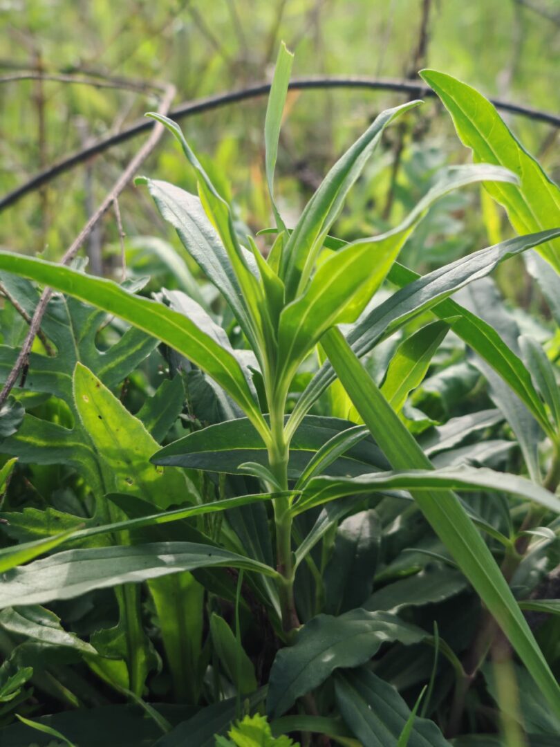 Saponaire officinale