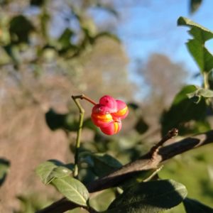 Fruit du Fusain d'Europe