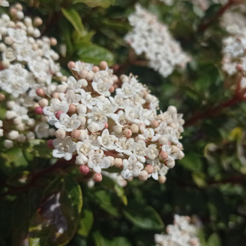 Corymbe du laurier-tin