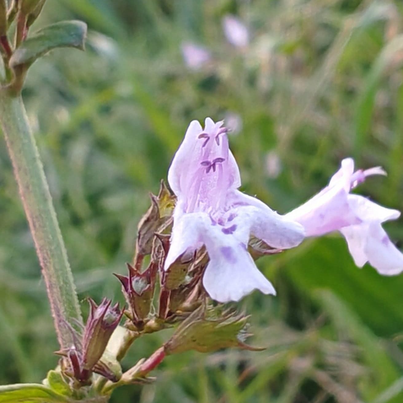 Calament nepeta 1