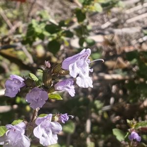 Calament nepeta 10